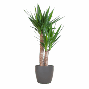 Yucca Elephantipes met Viber zwart - 90cm - Ø21