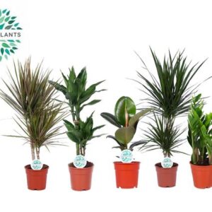 Kamerplanten Groen Mix Miquel - 5 stuks - Ø17cm - ↕55-75cm