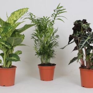 Binnenplanten Mix - 3 stuks - Ø17cm - ↕45-55cm