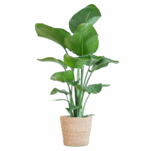 Strelitzia Nicolai met Sofia mand naturel - 80cm - Ø21