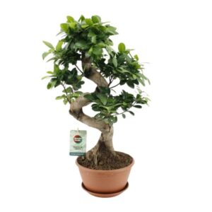Ficus Ginseng - Ø22cm - ↕60cm