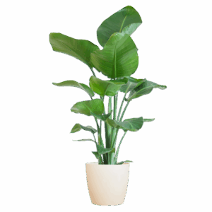 Strelitzia Nicolai met Viber pot wit - 80cm - Ø21
