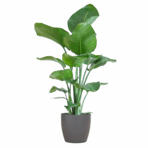 Strelitzia Nicolai met Viber pot grijs - 80cm - Ø21