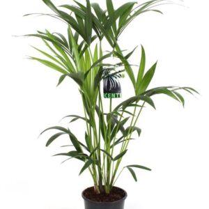 Howea Forsteriana - Ø19cm - ↕80cm