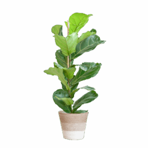 Ficus Lyrata met Mand Lissabon wit - 80cm - Ø21