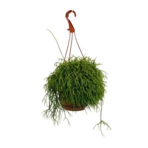 Rhipsalis Cassutha - Ø17cm - ↕45cm