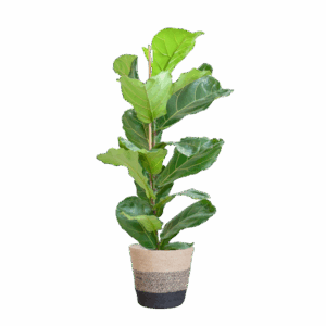 Ficus Lyrata met Mand Lissabon zwart - 80cm - Ø21
