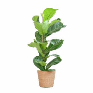 Ficus Lyrata met Mand Sofia naturel - 80cm - Ø21