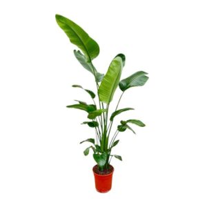 Strelitzia Nicolai - 190 cm - ø27