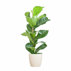 Ficus Lyrata met Viber pot wit - 80cm - Ø21