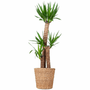 Yucca XL met Torun mand - 125cm - Ø24