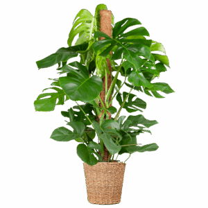 Monstera Deliciosa XL met Torun mand - 120cm - Ø24