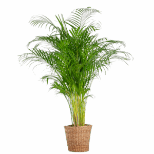 Areca Palm (dypsis) XL met mand Torun - 120cm - Ø24