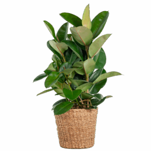Ficus Elastica Robusta XL met mand Torun - 90cm - Ø27