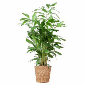 Caryota Mitis XL met mand Torun - 130cm - Ø24