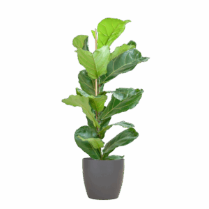 Ficus Lyrata met Viber pot grijs - 80cm - Ø21
