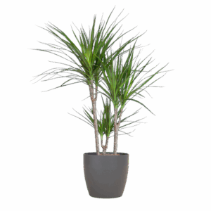 Dracaena Marginata met Viber pot grijs - 95cm - Ø21