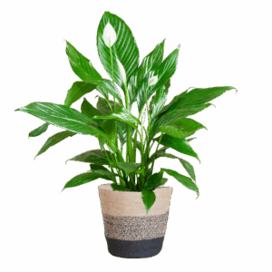 Spathiphyllum met Mand Lissabon zwart - 80cm - Ø21