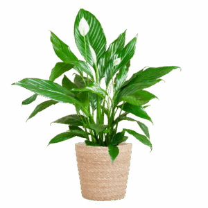 Spathiphyllum met Mand Sofia naturel - 80cm - Ø21