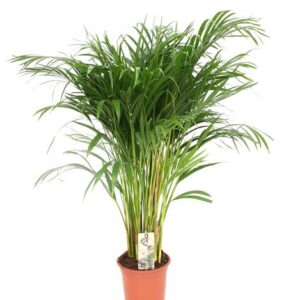 Dypsis Lutescens - Areca - Ø21cm - ↕110cm