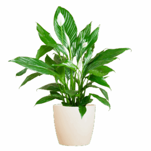 Spathiphyllum met Viber wit - 80cm - Ø21