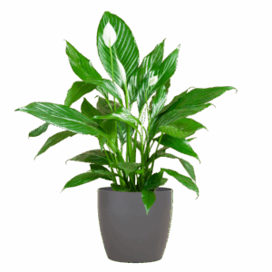 Spathiphyllum met Viber grijs - 80cm - Ø21