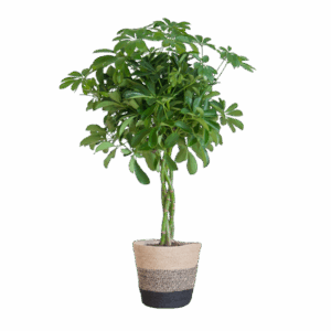 Schefflera Arab Nora met Mand Lissabon zwart - 70cm - Ø21