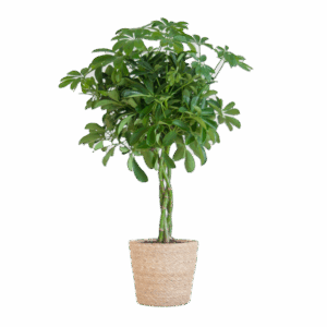 Schefflera Arab Nora met Mand Sofia naturel - 70cm - Ø21