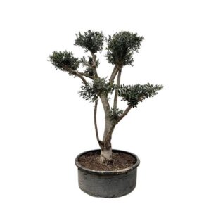 Olea Europaea Pompon - 210cm- Ø80