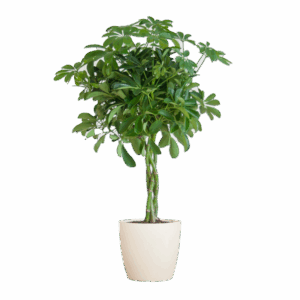 Schefflera Arab Nora met Viber wit - 70cm - Ø21