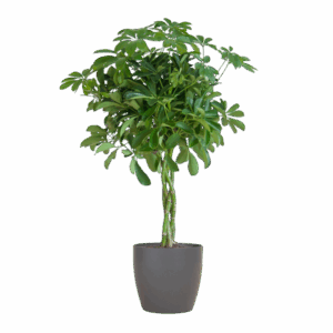 Schefflera Arab Nora met Viber grijs - 70cm - Ø21