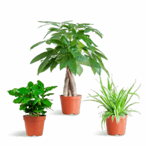 Diervriendelijke Plantenbox - klein - zonder sierpot - Ø12