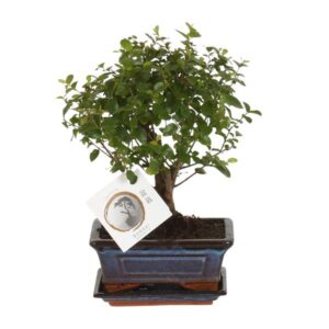 Bonsai 'Sageretia' - Bol Vorm - Ø15cm - ↕30cm