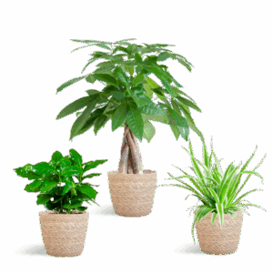 Diervriendelijke Plantenbox - klein - met Mand Sofia naturel - Ø12