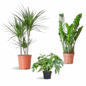 Schaduw Plantenbox - medium - zonder sierpot