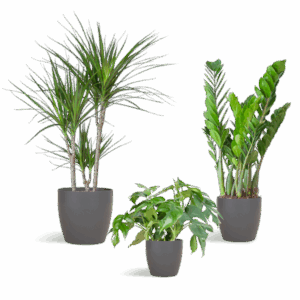 Schaduw Plantenbox - medium - met vibers pot grijs