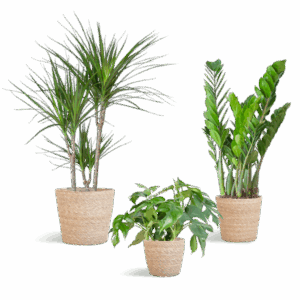 Schaduw Plantenbox - medium - met mand Sofia