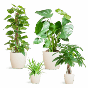Easy care Plantenbox - medium - met vibers pot wit