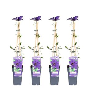 4x - Clematis The President - ↨65cm - Ø15