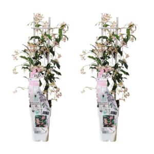 2x - Trachelospermum 'Star of Ibiza' - ↨65cm - Ø15
