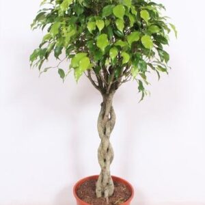 Ficus Exotica - Ø30cm - ↕120cm