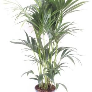 Howea Forsteriana - Ø24cm - ↕120cm