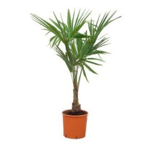 Trachycarpus Fortunei - 130 cm