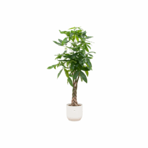 Combi deal - Pachira Aquatica inclusief elho Vibes Fold Round wit Ø30 - 140 cm