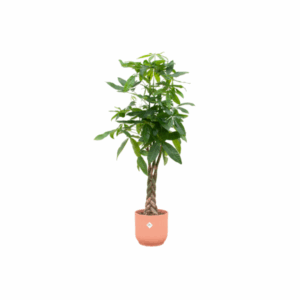 Combi deal - Pachira Aquatica inclusief elho Vibes Fold Round roze Ø30 - 140 cm