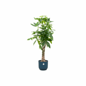 Combi deal - Pachira Aquatica inclusief elho Vibes Fold Round blauw Ø30 - 140 cm