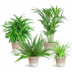 Diervriendelijke plantenset