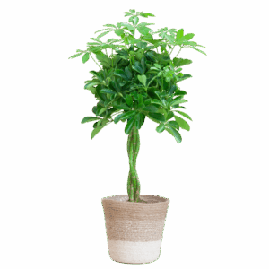 Schefflera Arab Nora met Mand Lissabon wit - 70cm - Ø21