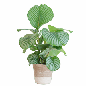 Calathea Orbifolia met Lissabon mand wit - 65cm - Ø19