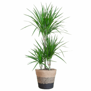 Dracaena Marginata met Lissabon mand zwart - 95cm - Ø21